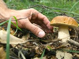 Raccolta funghi 2025